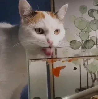 😛 cats, стикер Telegram 12 из 86
