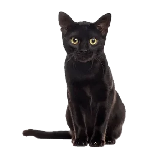 🐈‍⬛️ Cats 2, sticker Telegram 16 sur 19