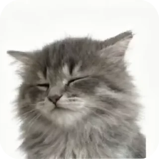 🐱 кисики, sticker Telegram 18 sur 33