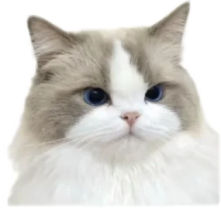 🐱 кисики, sticker Telegram 6 sur 33