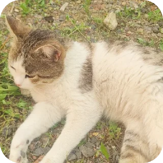 🐱 The Dark triad @SloTBAG, стікер Telegram 18 з 51