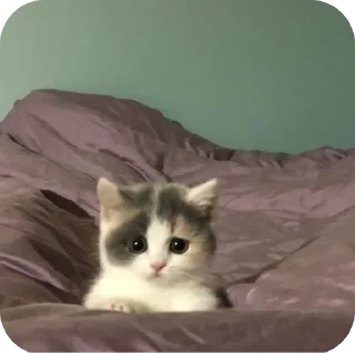 🐱 🧷 𝓼𝓲𝓵𝓵𝓪𝓰𝓮 ⚘•, стикер Telegram 17 из 118