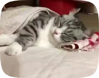 🐱 komaru, sticker Telegram 23 sur 50