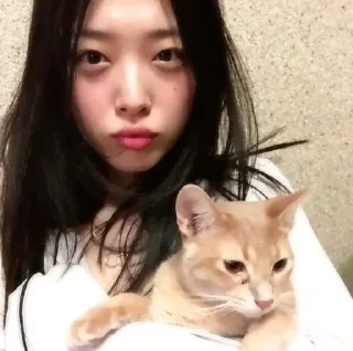 🐈 sulli ♡, Telegram sticker 13 of 19