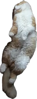 🌟 мур, sticker Telegram 19 sur 36