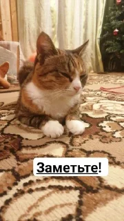 😔 Милые киски и собачка, стікер Telegram 5 з 46