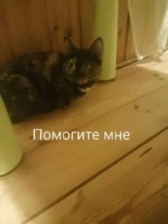 🥺 Милые киски и собачка, стікер Telegram 8 з 46
