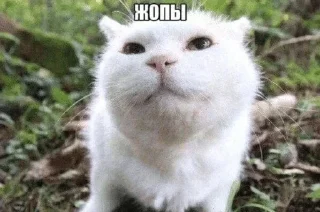 🌟 Оригинальные ответы, Telegram sticker 20 of 38