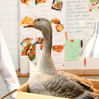 🦆 Сериал "Кухня" by @ananas0601, стікер Telegram 12 з 57