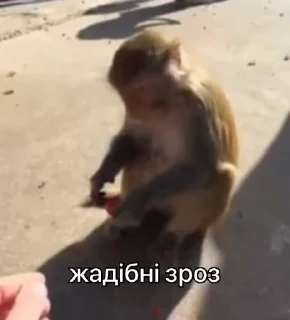 🤬 зроз 3 @zroz_monkey, sticker Telegram 15 sur 31
