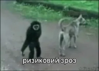 😏 зроз 3 @zroz_monkey, sticker Telegram 6 sur 31