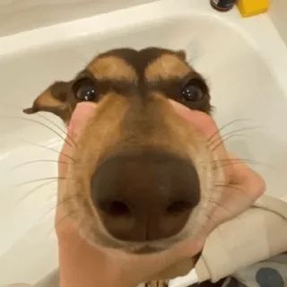 imfxd
