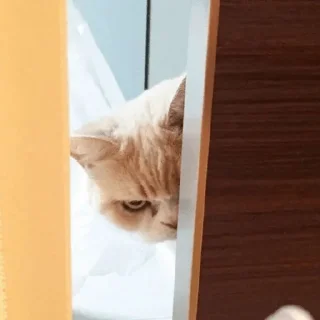 🤡 пак для лохендр, sticker Telegram 19 sur 25