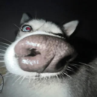 👃 гола🤑🤑🤑, стикер Telegram 17 из 18