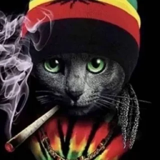 🌟 мдэ мем, стикер Telegram 10 из 50