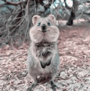 🌱 » 🌱 quokka ! - @smstickerr, sticker Telegram 15 sur 40