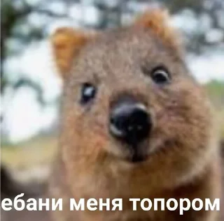 😭 дауны | обновлен 29.06.26, стикер Telegram 12 из 120