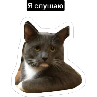 🤨 Смешные коты, sticker Telegram 20 sur 29
