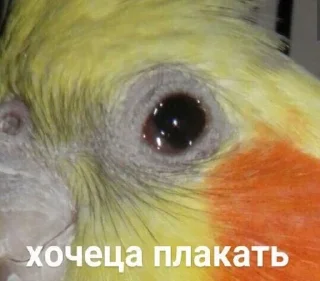 Блядский интернет