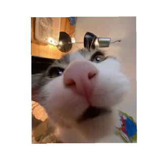 🤐 Котики💝, стикер Telegram 4 из 19