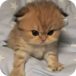 👍 капец @stickrubot, стікер Telegram 20 з 43