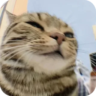 👍 капец @stickrubot, стікер Telegram 13 з 43