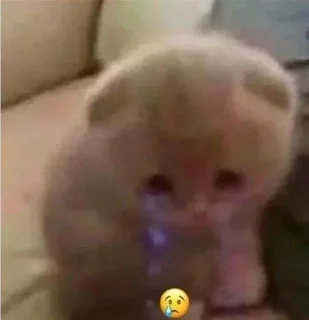 😢 cats, sticker Telegram 23 sur 27