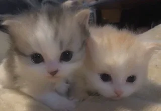 🍪 любимому котику, sticker Telegram 6 sur 32