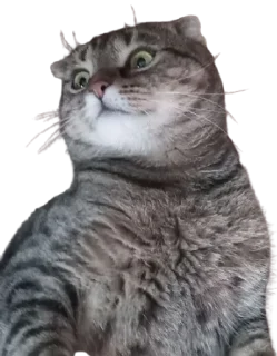 🌟 Cats, стикер Telegram 18 из 41