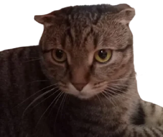 🌟 Cats, стикер Telegram 11 из 41