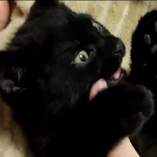 🌟 Cats 🫰🏻, стікер Telegram 10 з 24