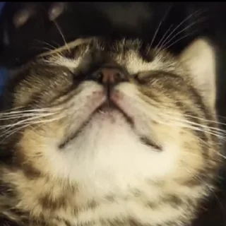 🌟 Cats 🫰🏻, стікер Telegram 6 з 24