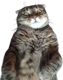 🌟 Cats, стикер Telegram 13 из 41