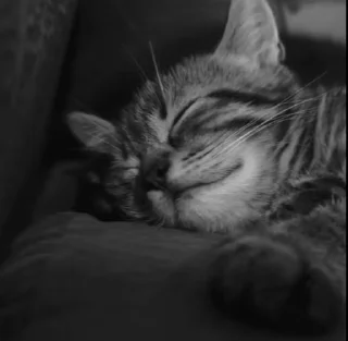 🌟 Cats 🫰🏻, стікер Telegram 7 з 24