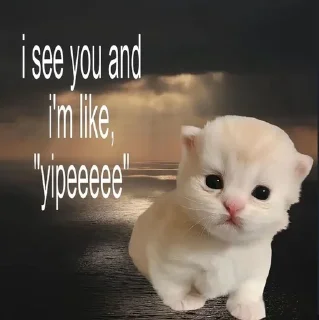 🌟 Cats aww, Telegram sticker 5 of 42