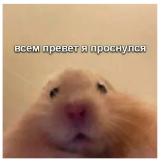pipi