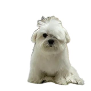 🐶 Крутой, sticker Telegram 11 sur 120