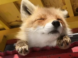 😌 Fox°•, sticker Telegram 7 sur 46