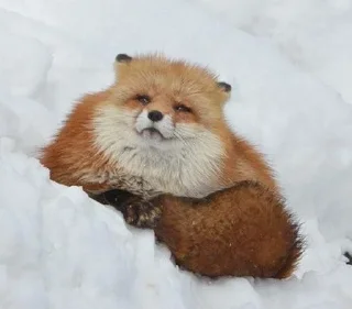 🥶 Fox°•, sticker Telegram 6 sur 46