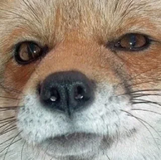 🌝 Fox°•, sticker Telegram 11 sur 46