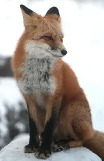 😑 Fox°•, sticker Telegram 21 sur 46