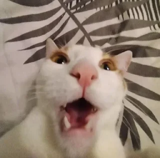 какащка