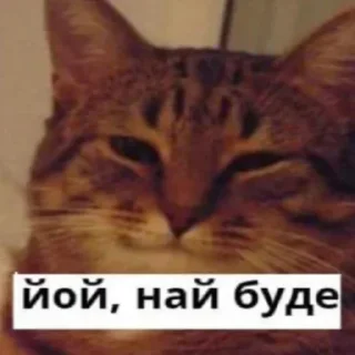 👀 Кіт, стикер Telegram 16 из 103