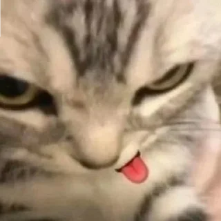 👅 кіт, Telegram sticker 18 of 50