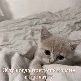 💗 Китеки, sticker Telegram 19 sur 73