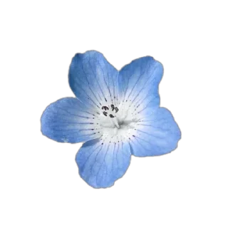 🌸 омежка, стікер Telegram 12 з 12