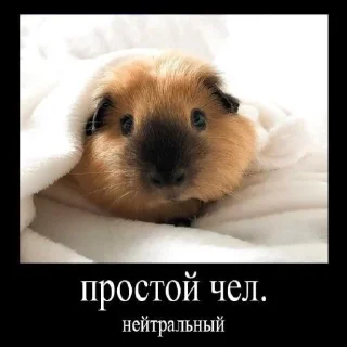 😜 морские свинки, Telegram sticker 6 of 13