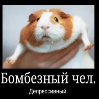 🙁 морские свинки, Telegram sticker 7 of 13