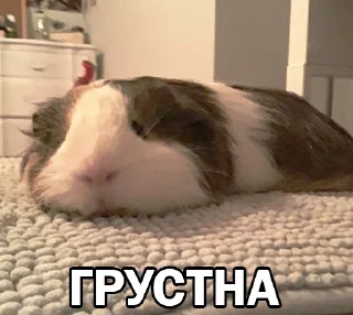🥲 Морские свинки @BrHobbitgames, Telegram sticker 17 of 39