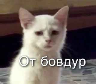 🤓 LoveCat~~~, стікер Telegram 12 з 63